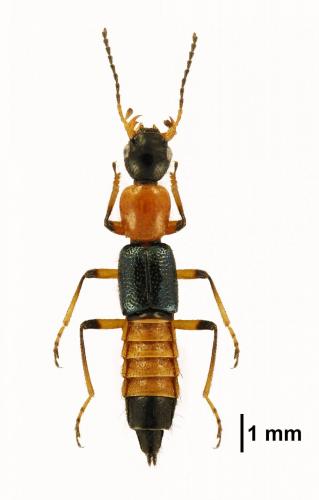 Réf. 200 023 : Paederus sp.